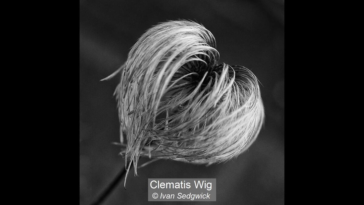 Clematis Wig